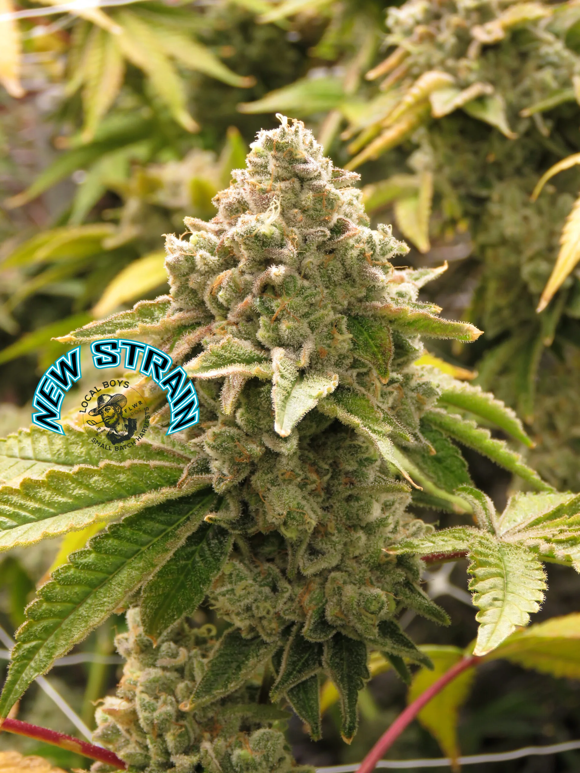 Moonbow 112 IX | FLWRpot | Pre-roll