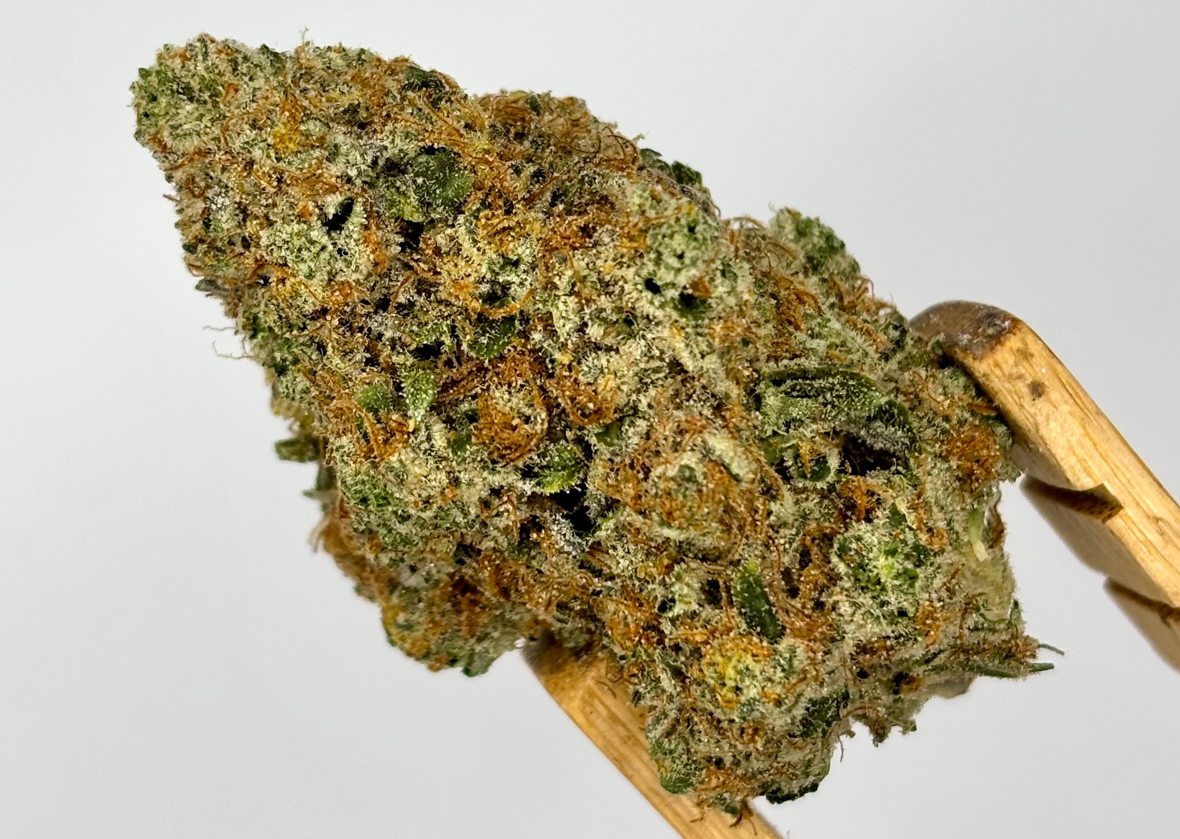 Velvet Creamsicle | Bulk Flower | Yellow Tier