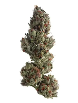 Flower Case | Pre-Packed