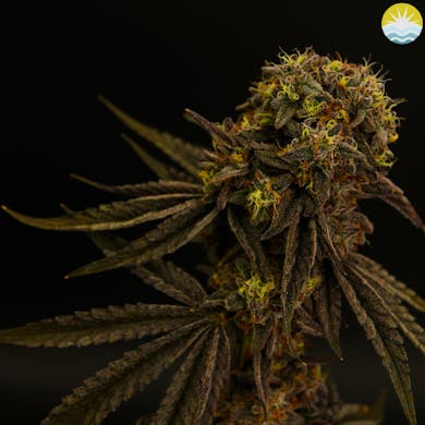 Sha-Boink (Baked Beans)