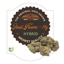Cactus Cookies | H