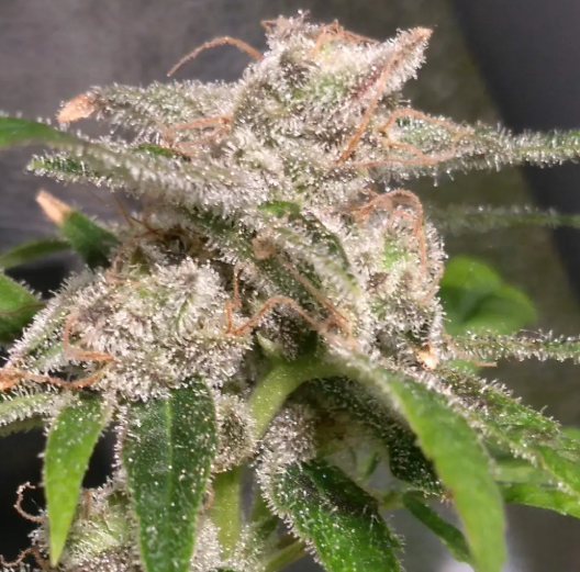 Sugar Boss Flower