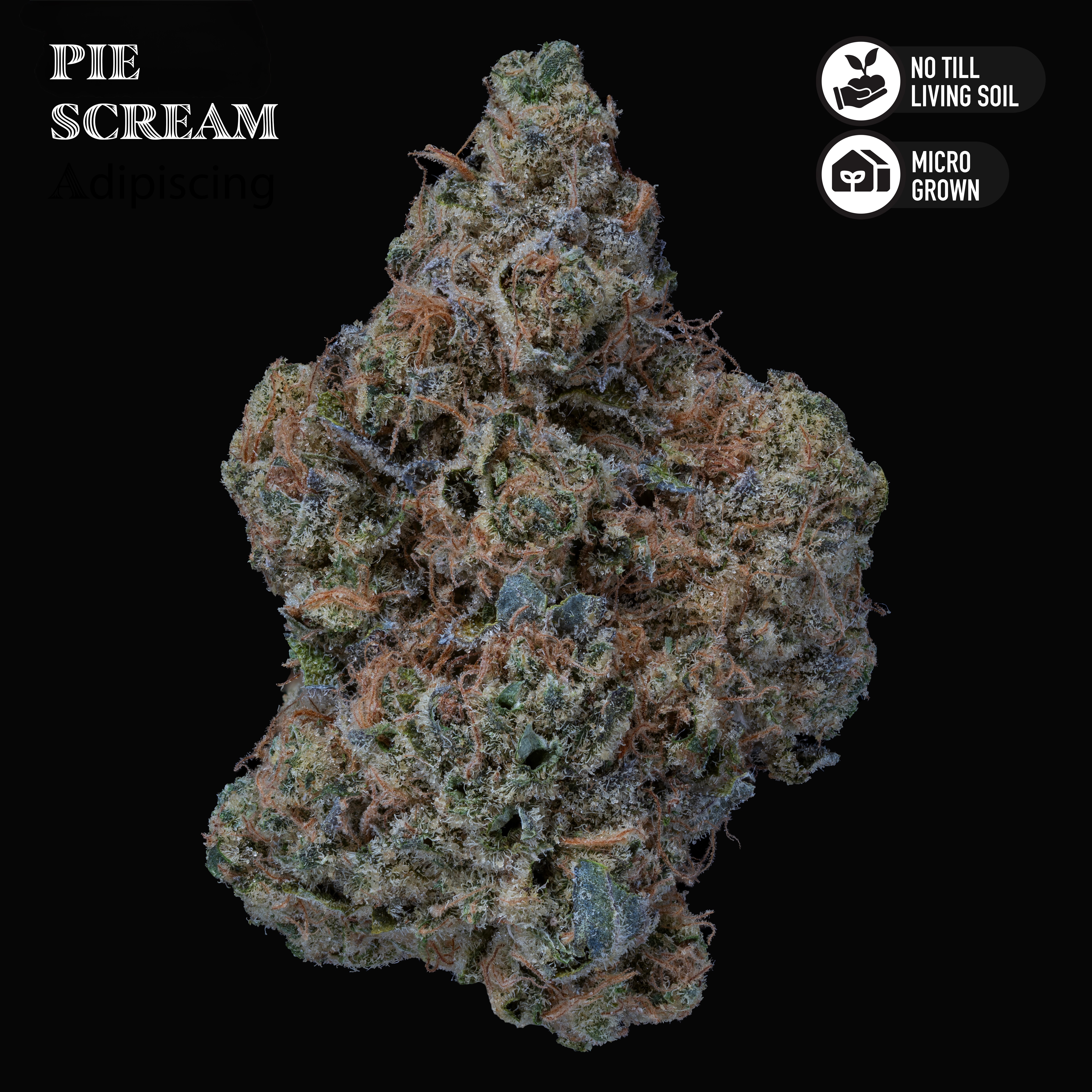Pie Scream 3.5G Flower Jar — 1 / 8oz