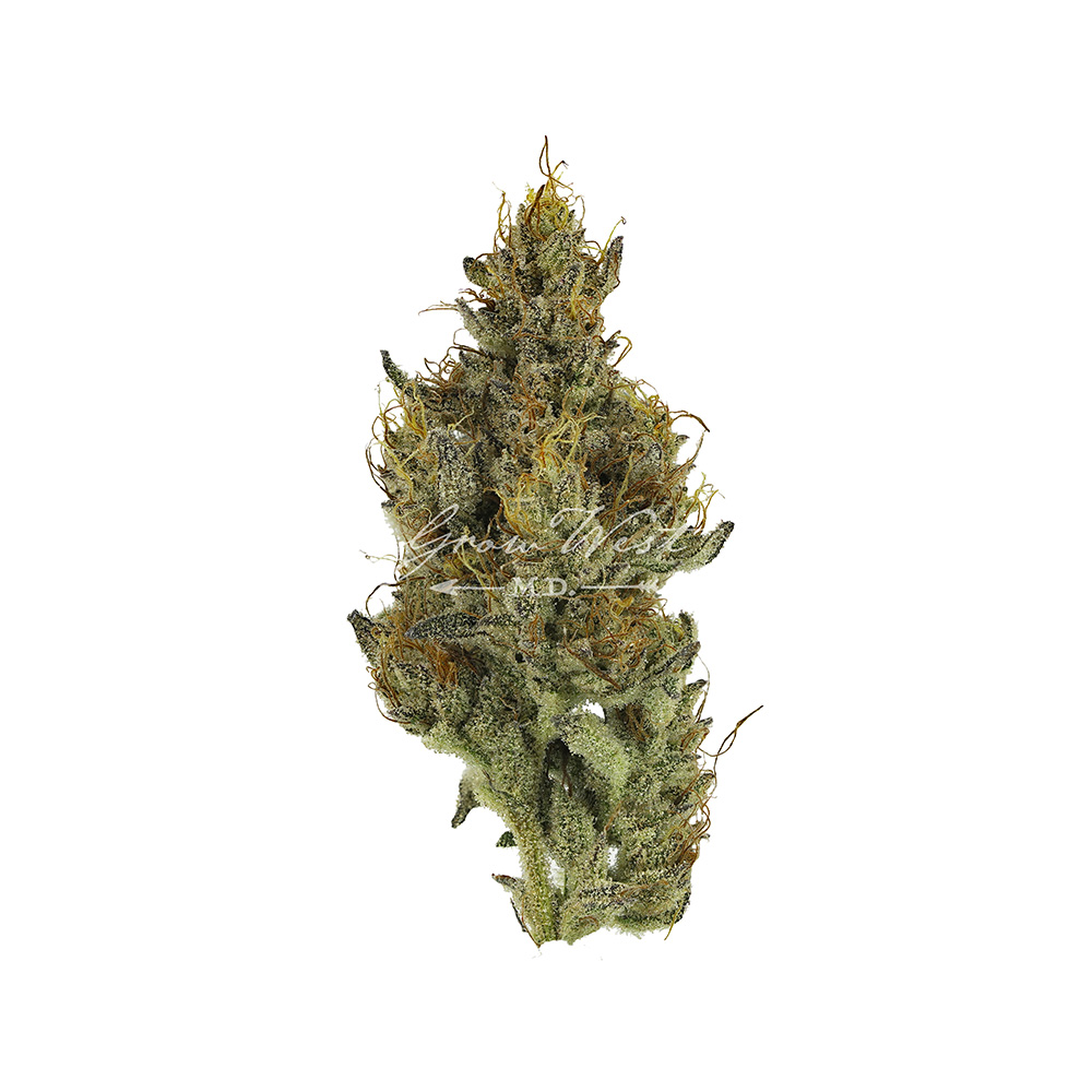 Goat Piss | Gold | Trimmed Flower