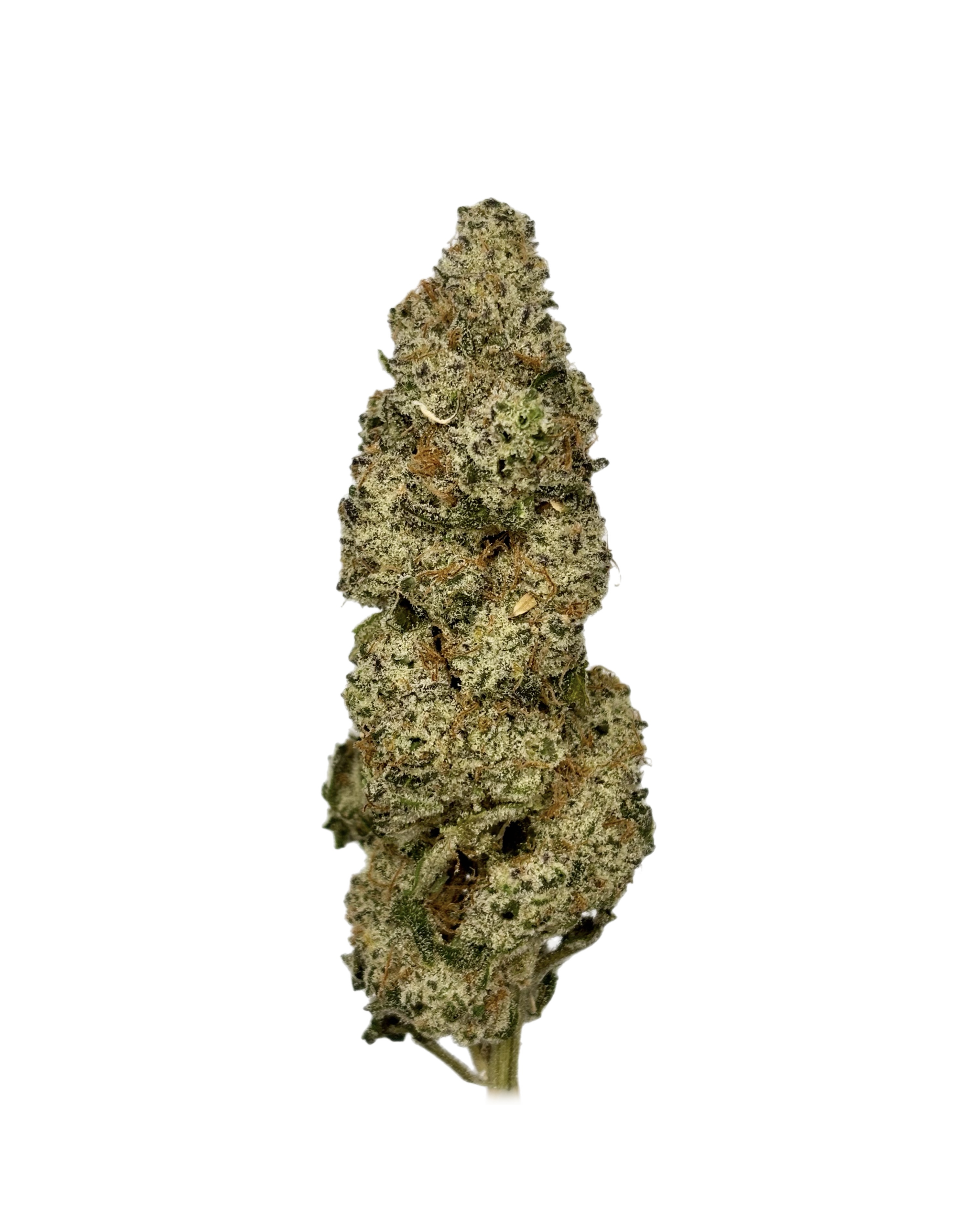 Electric Lime #22 K