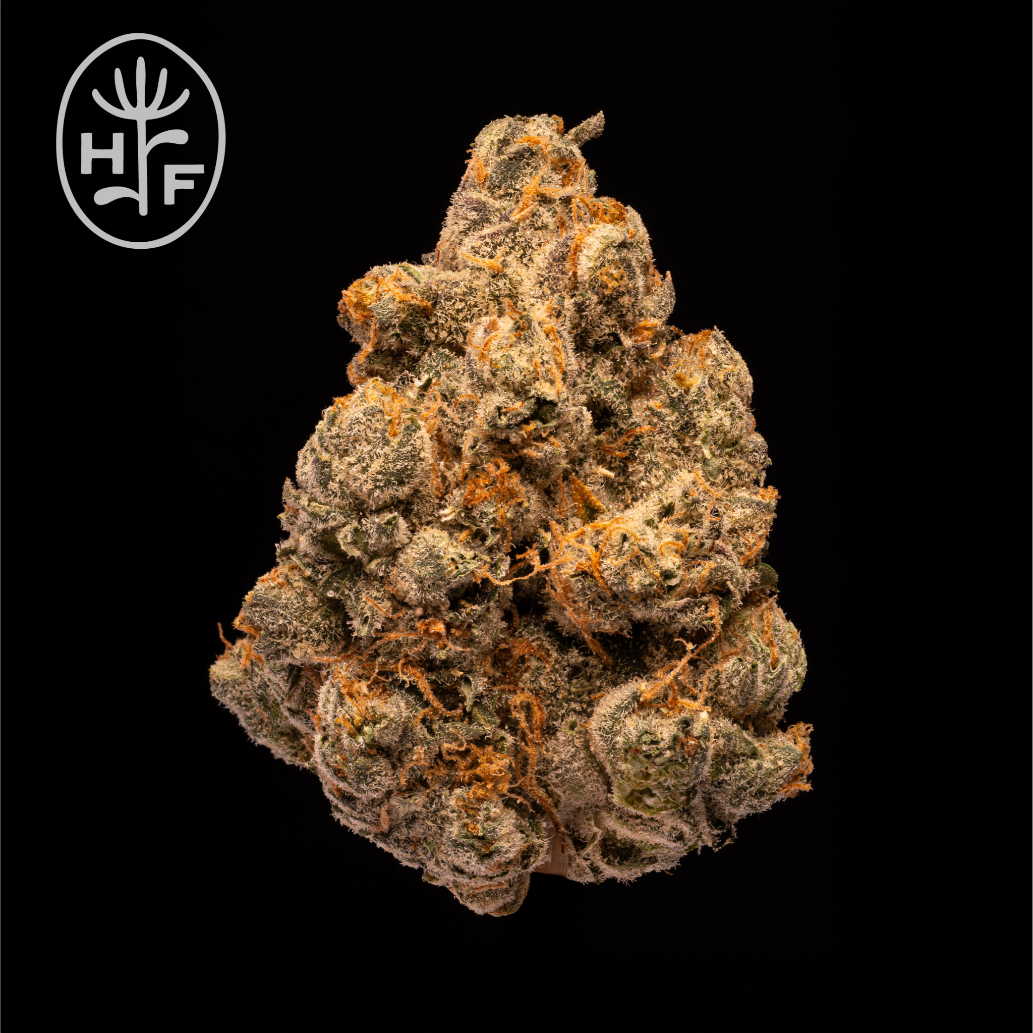 Royal Blue Dream | Flower | 3.