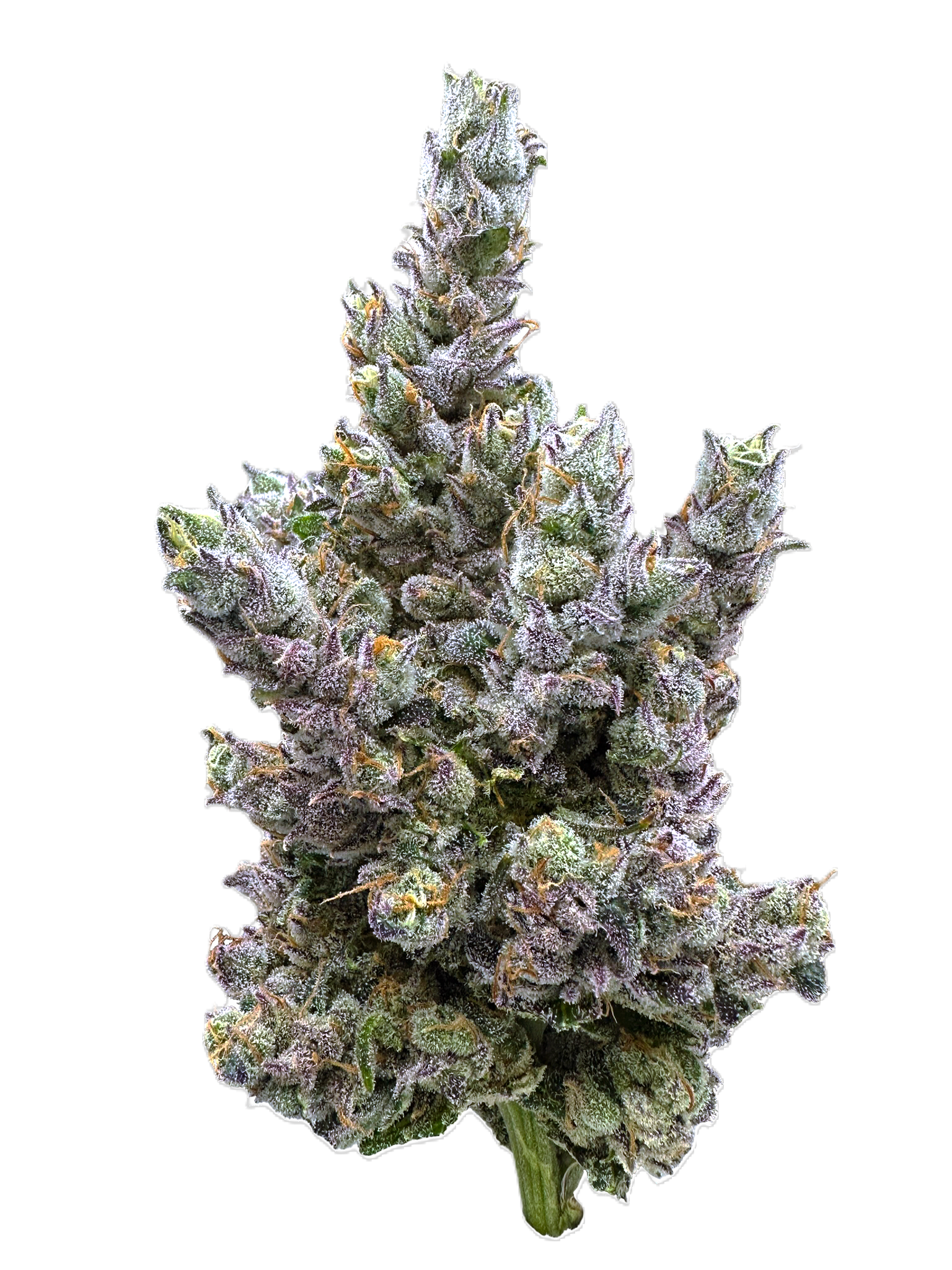 Glue Dream