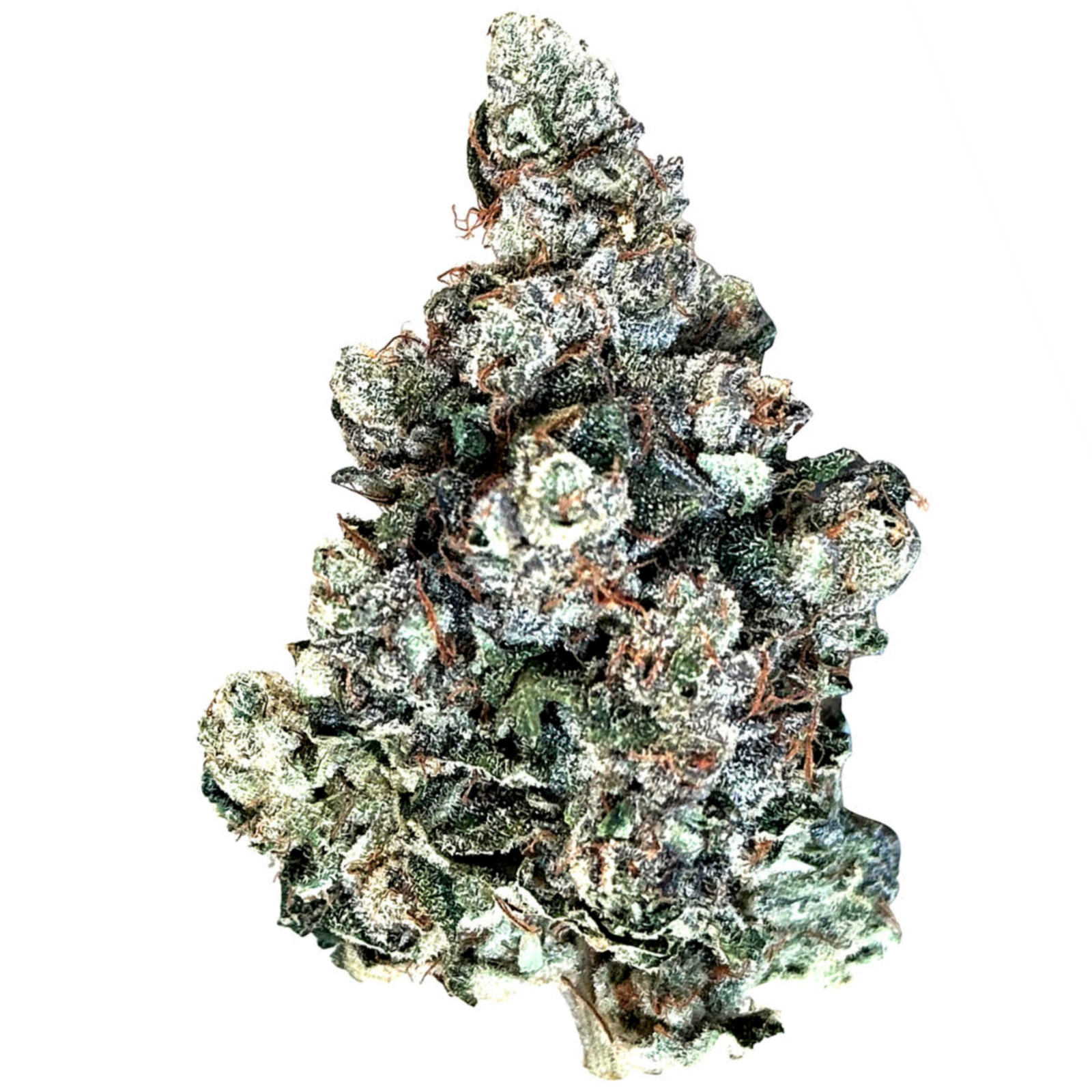Larry (Black Domina x Gelato 33) | 7g