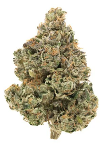 1964 | Organic Stinky Pinky Flower | 7 g