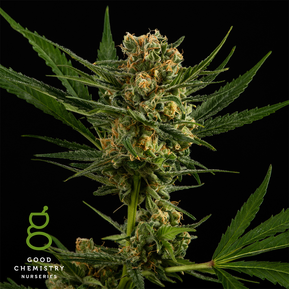 Lemon Skunk