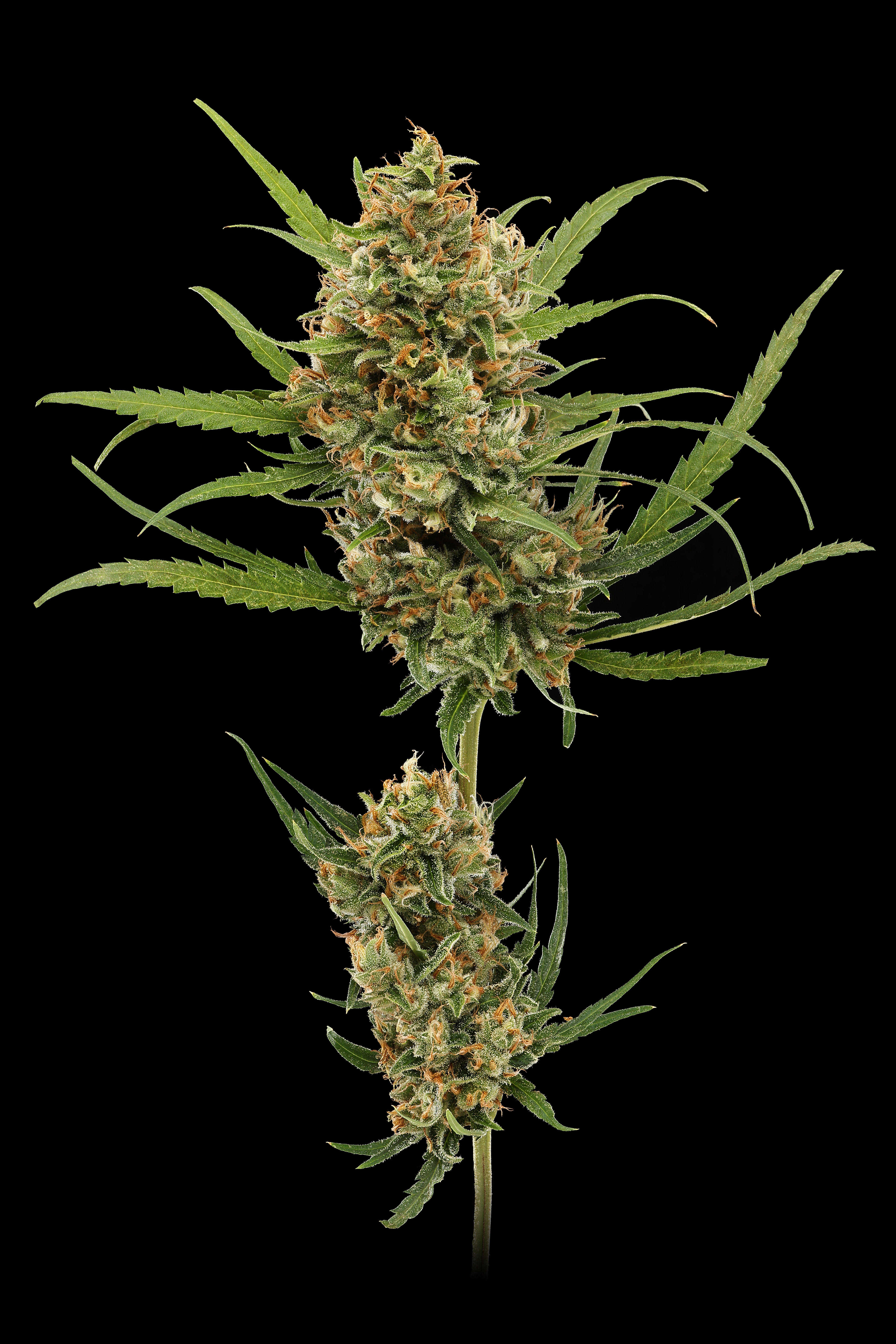 Big Buds | Super Lemon Haze |