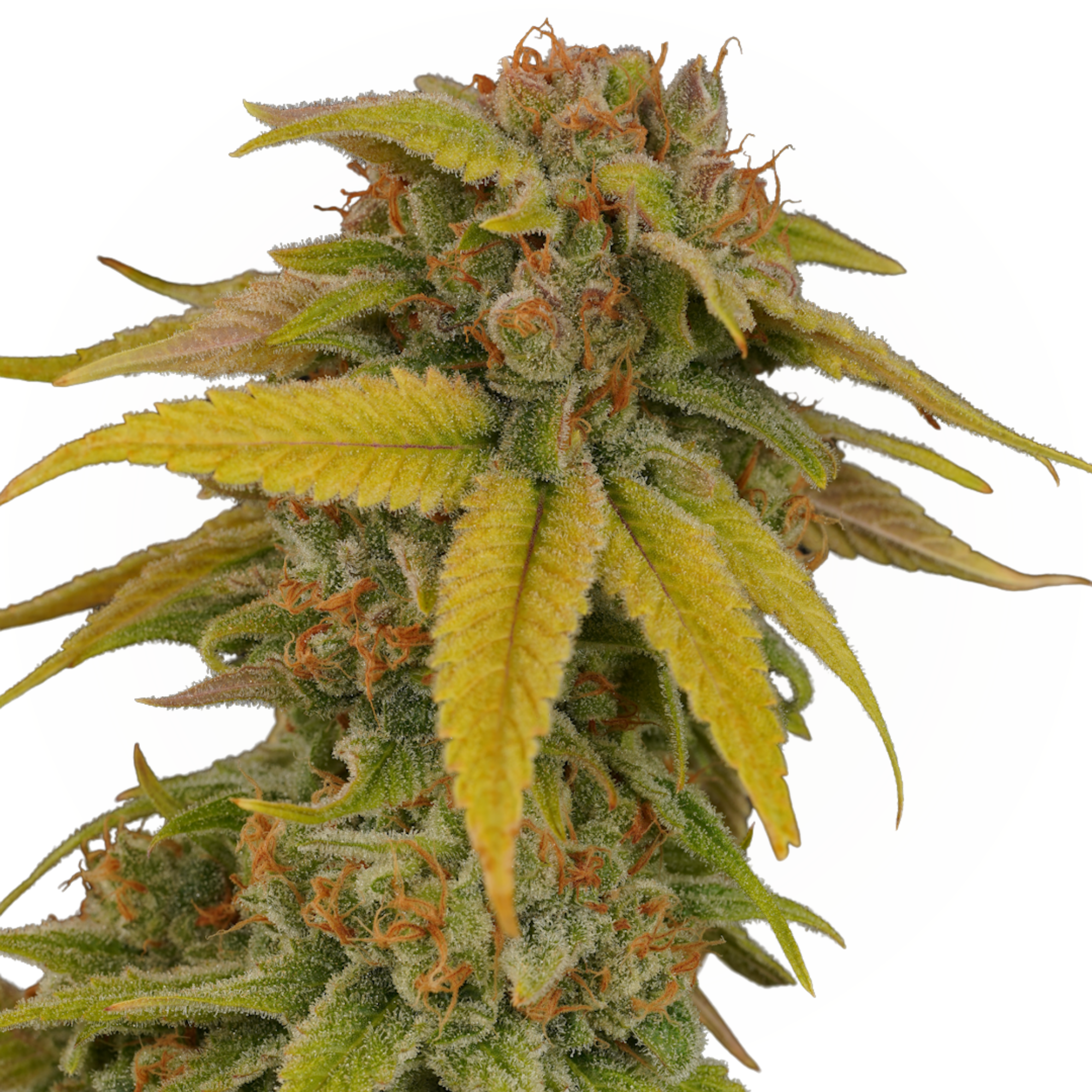 Dutch Touch Genetics Space Hippy Flower