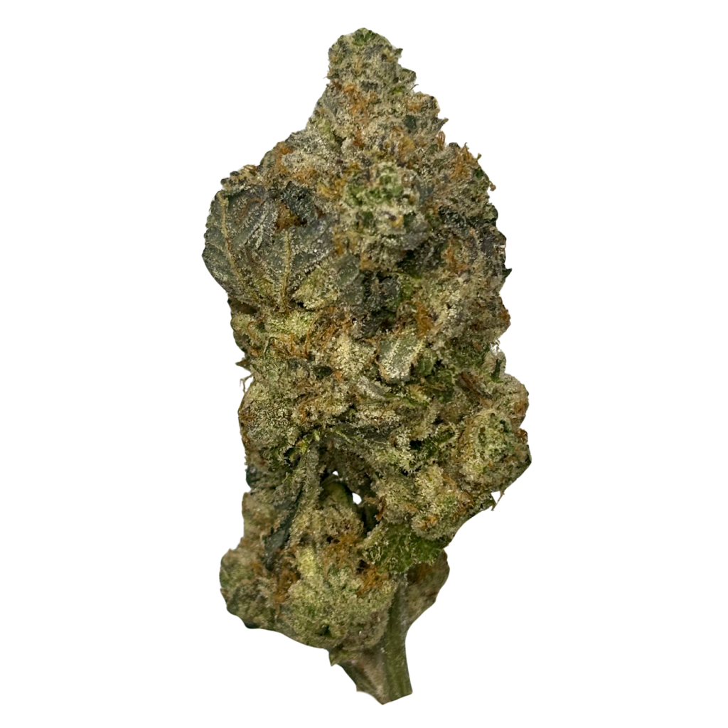 123 GROW | GELATO CAKE | BULK FLOWER