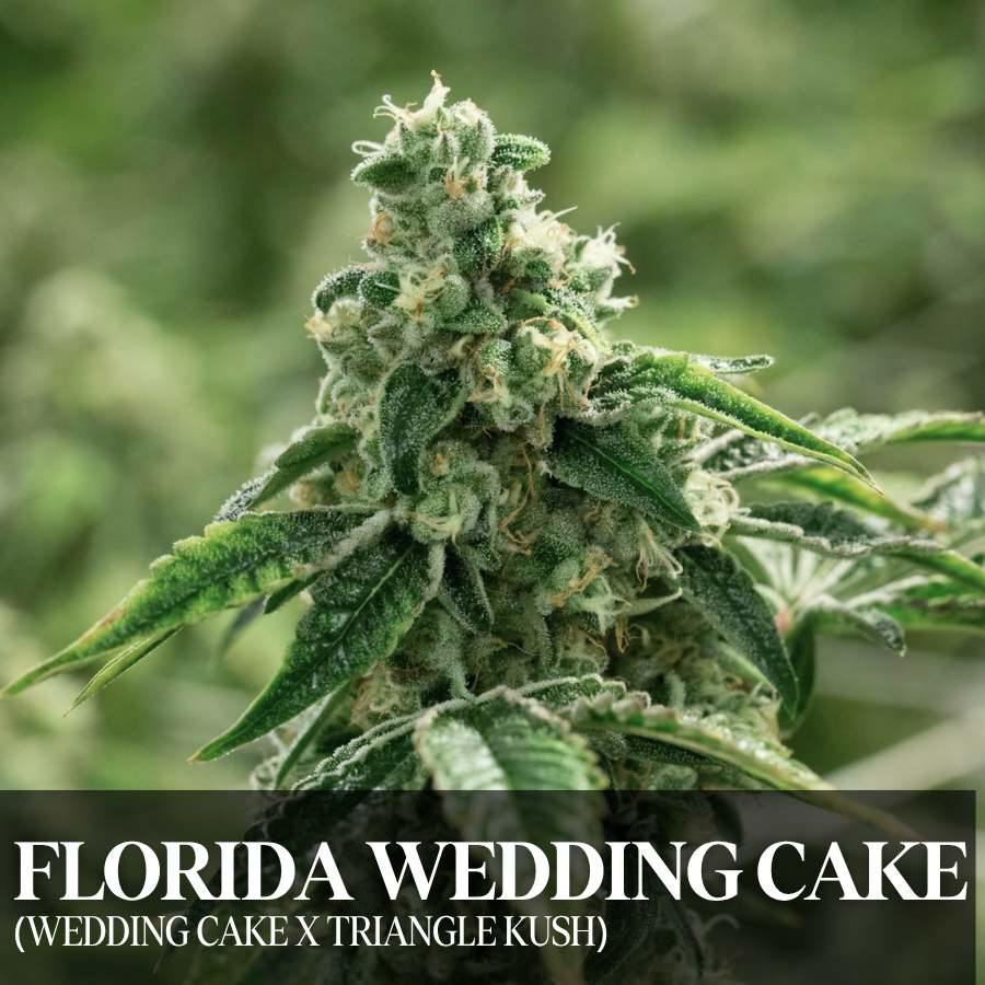 Florida Wedding Cake