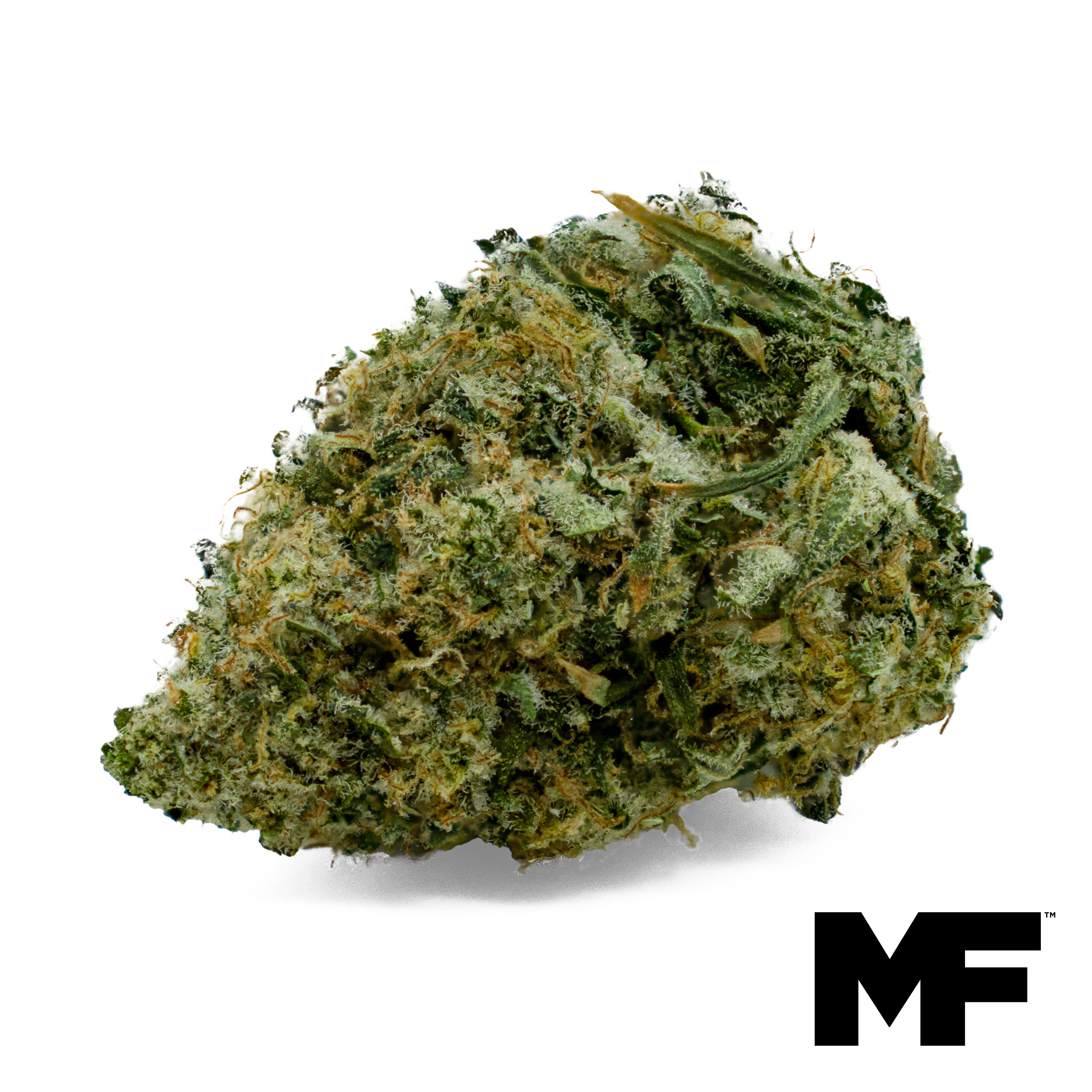 Winter Wonderbud Flower