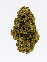 East Fork Cultivars: Blueberry Balance