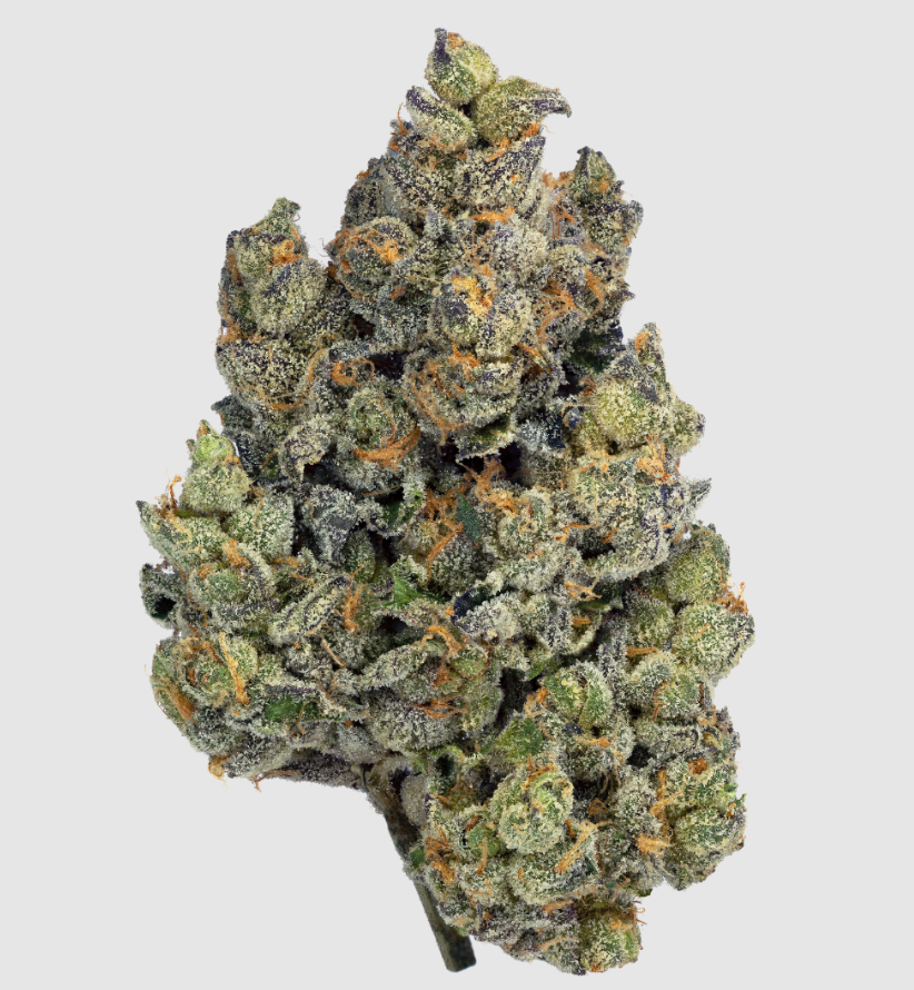 Blue Zushi (3.5G)-Gold (I)