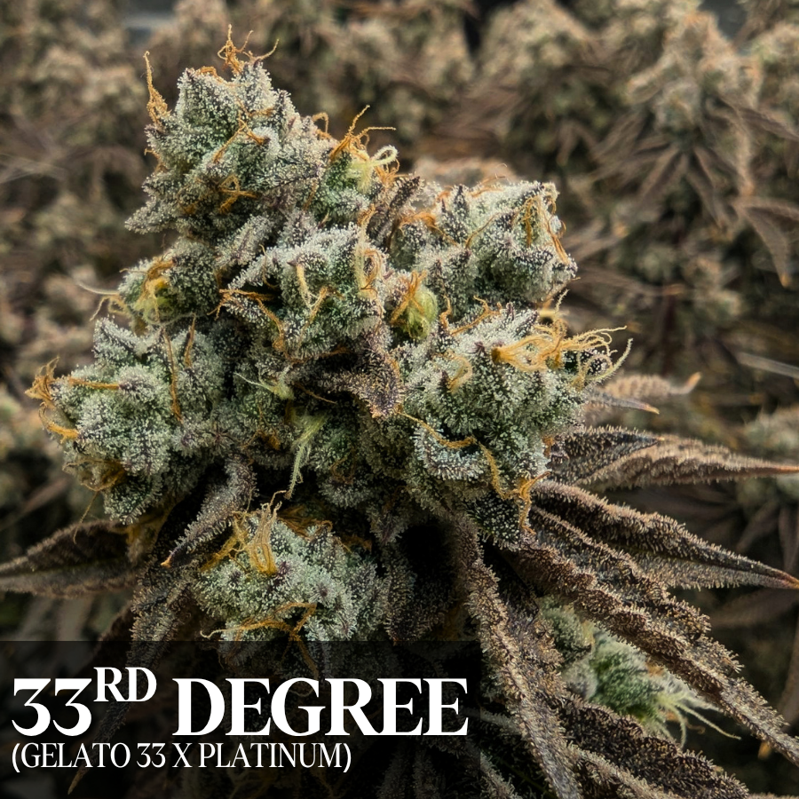 Sugar Cone - 33rd Degree - 1g