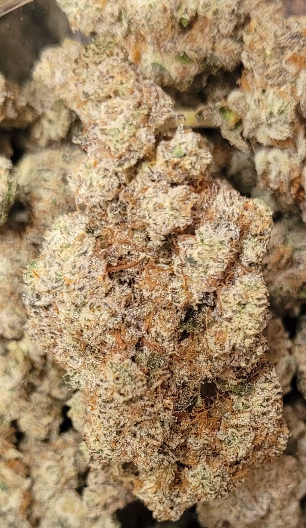 Deli Pre-Roll | Bleu Plague | Green Castle
