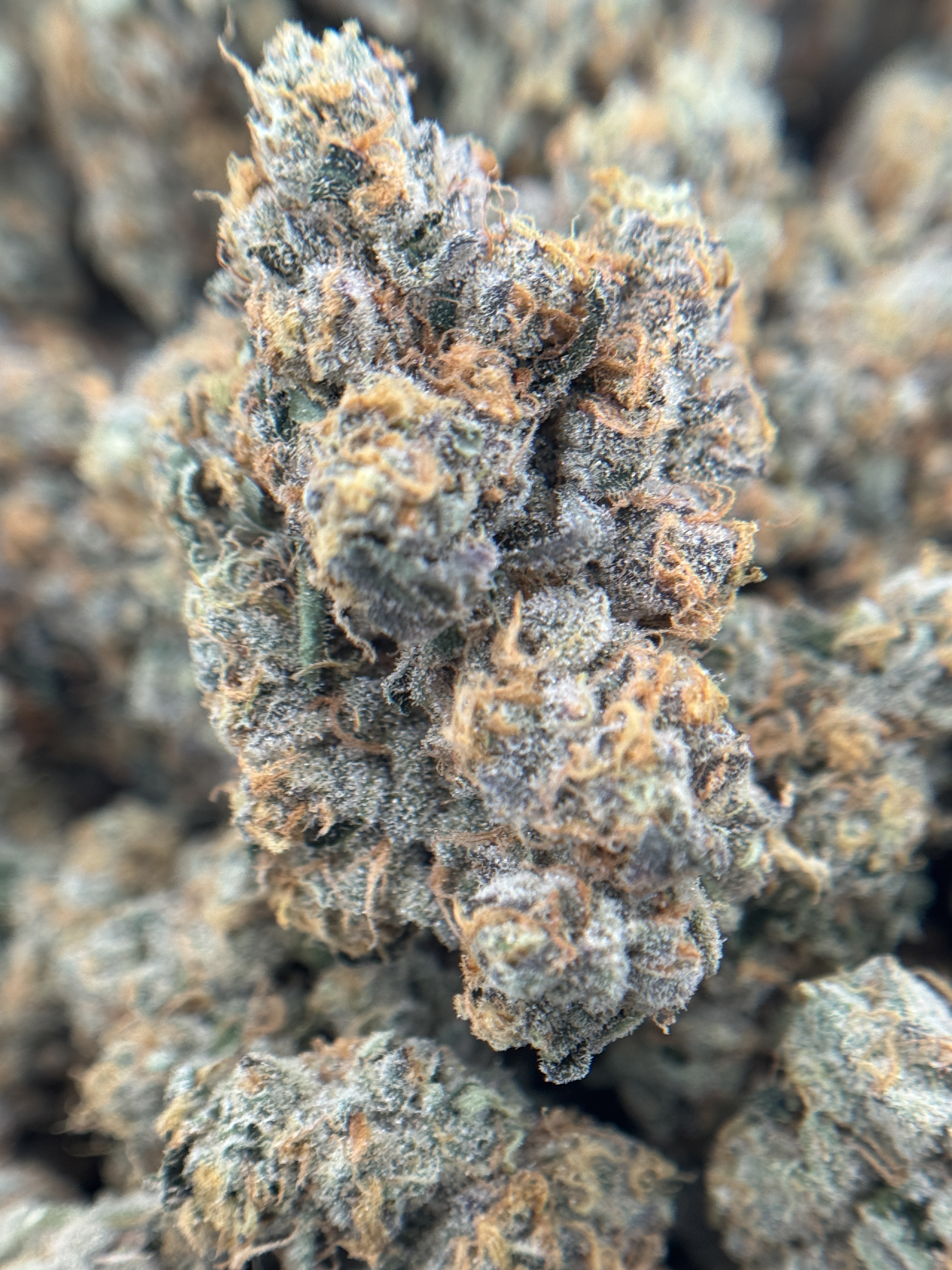 Altsol Snow Glovez Bulk Flower