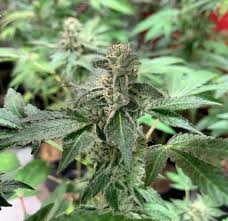 TGS Med Flower - Tangie Cookie Burger