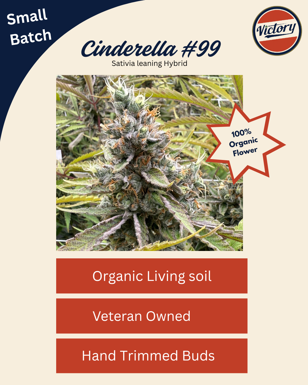 Cinderella 99 | Flower | 3.5G