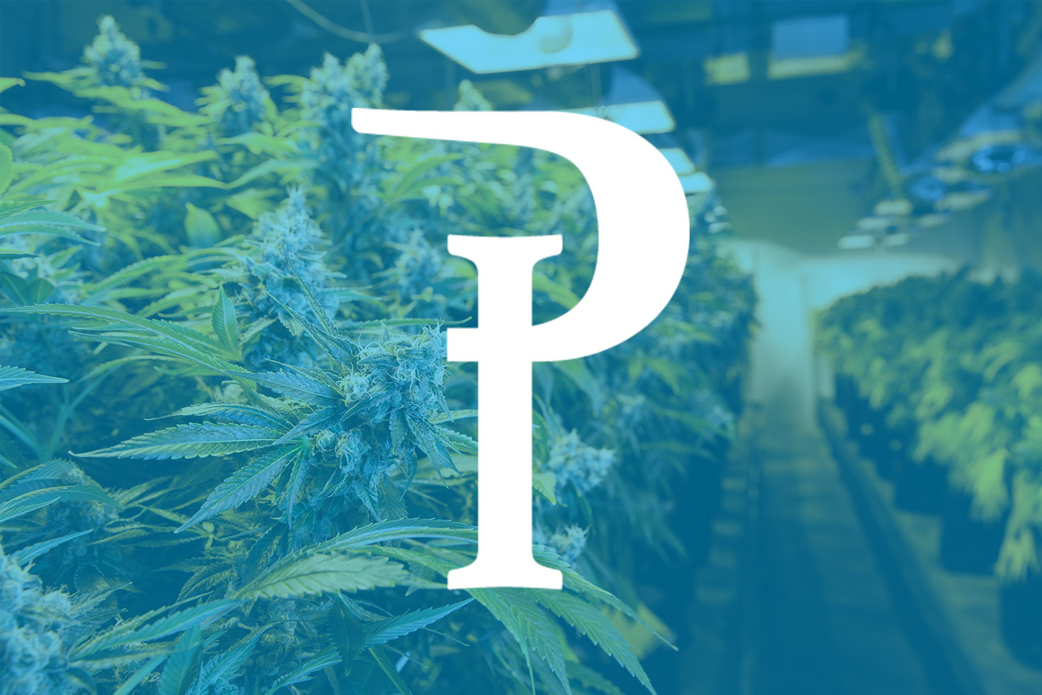 Brittney Frozen Lemons 28pk Pre