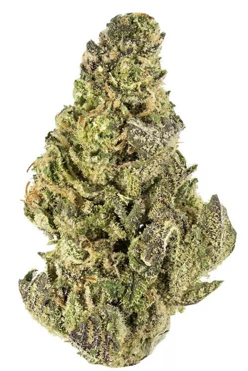 Candy Margy | Flower |