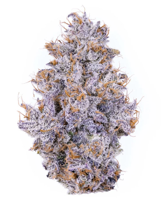 Key Biscayne | Flower | 3.