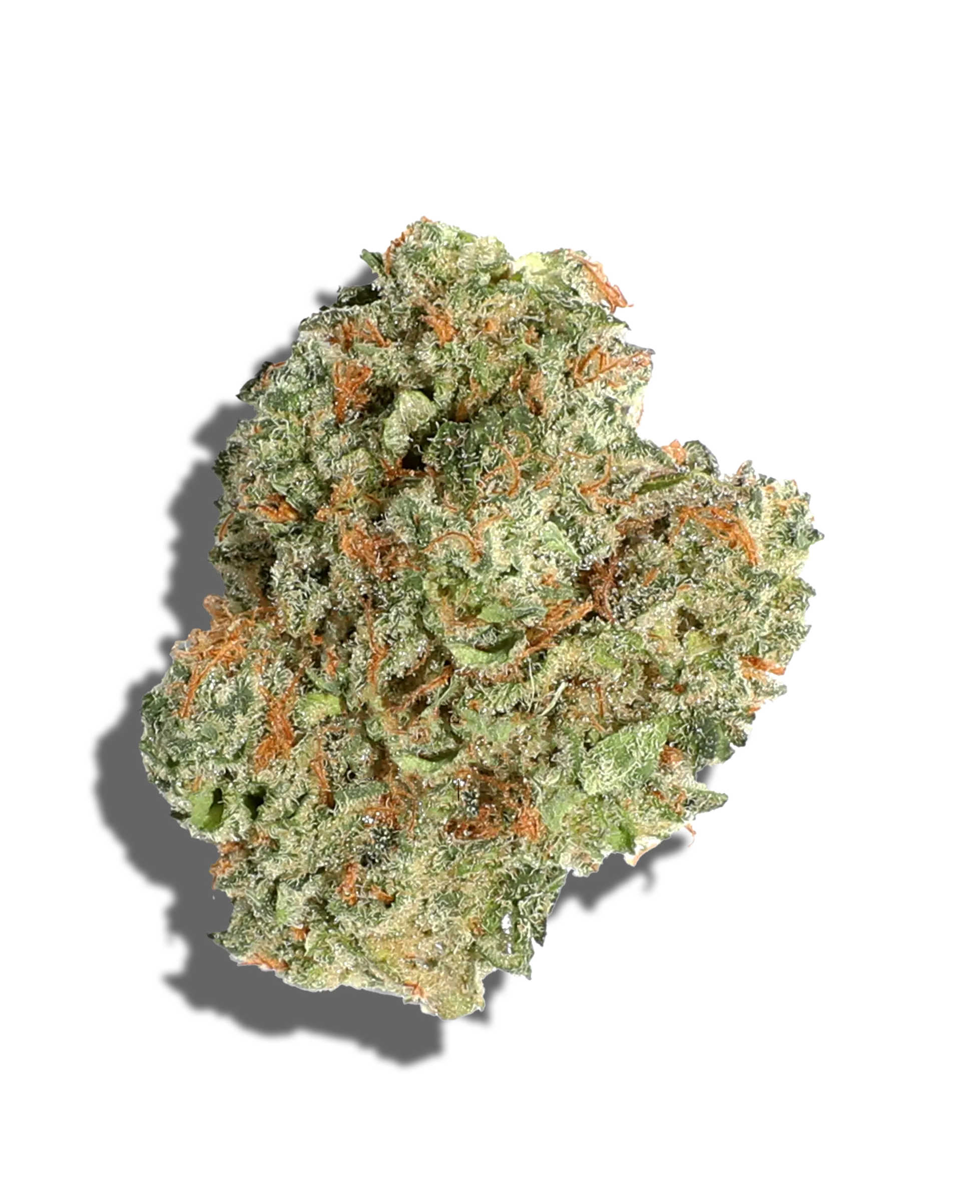 Lemon Truffle *H*