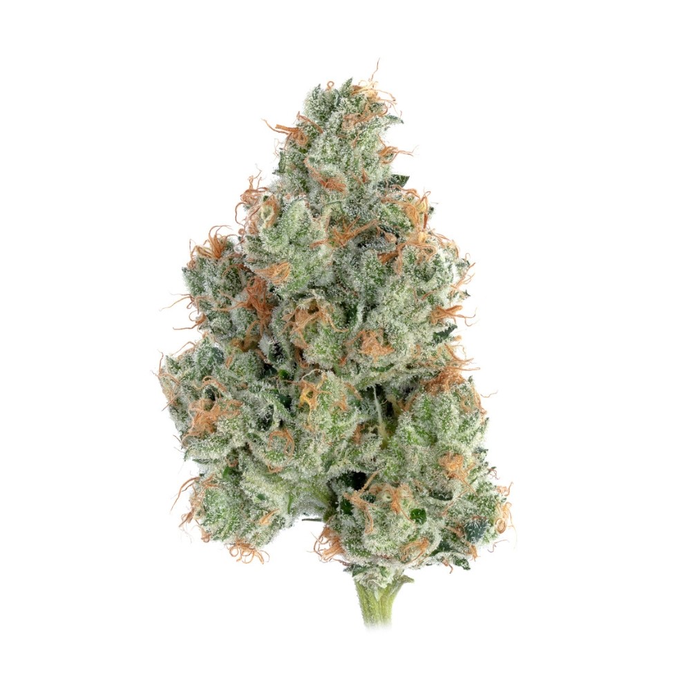 Sugar Shack #5 | 3.5g