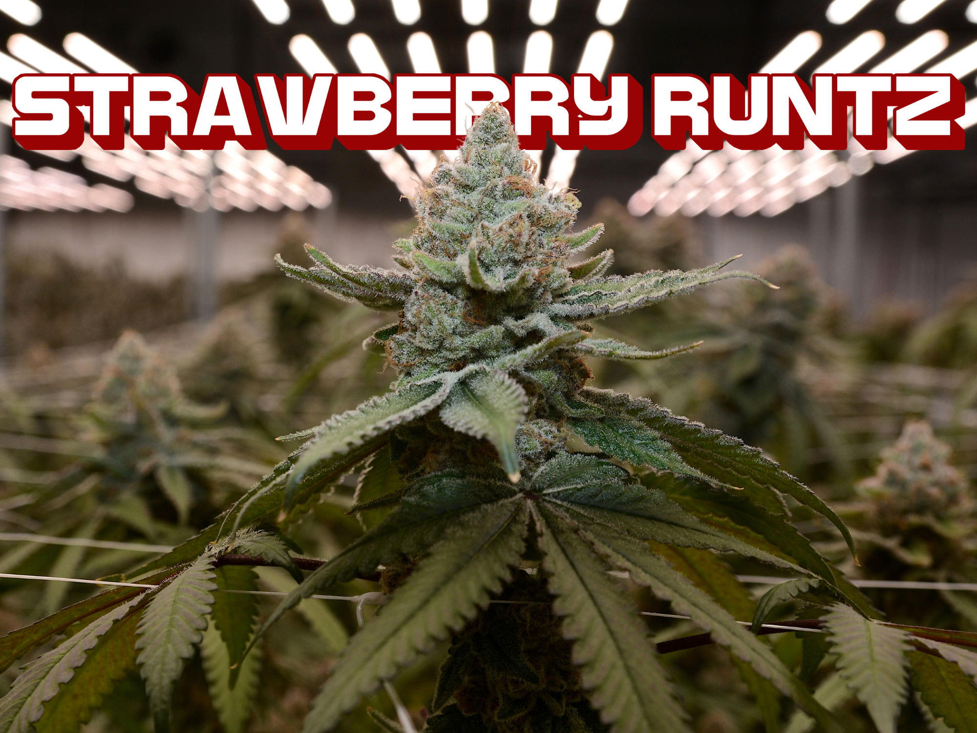 Strawberry Runtz Bud