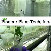 Pre Roll Goodnight Grape