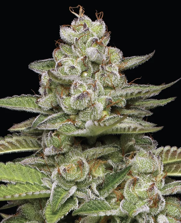 Poddy Mouth | Mixed Buds |