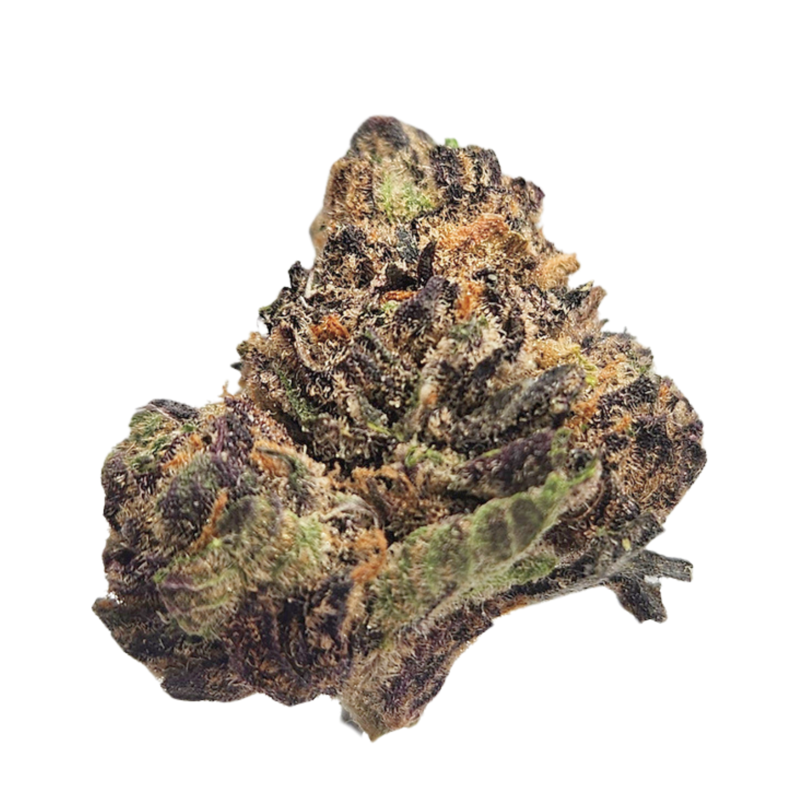 Mimosa