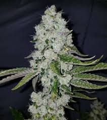 Schism 15 | Bulk Flower