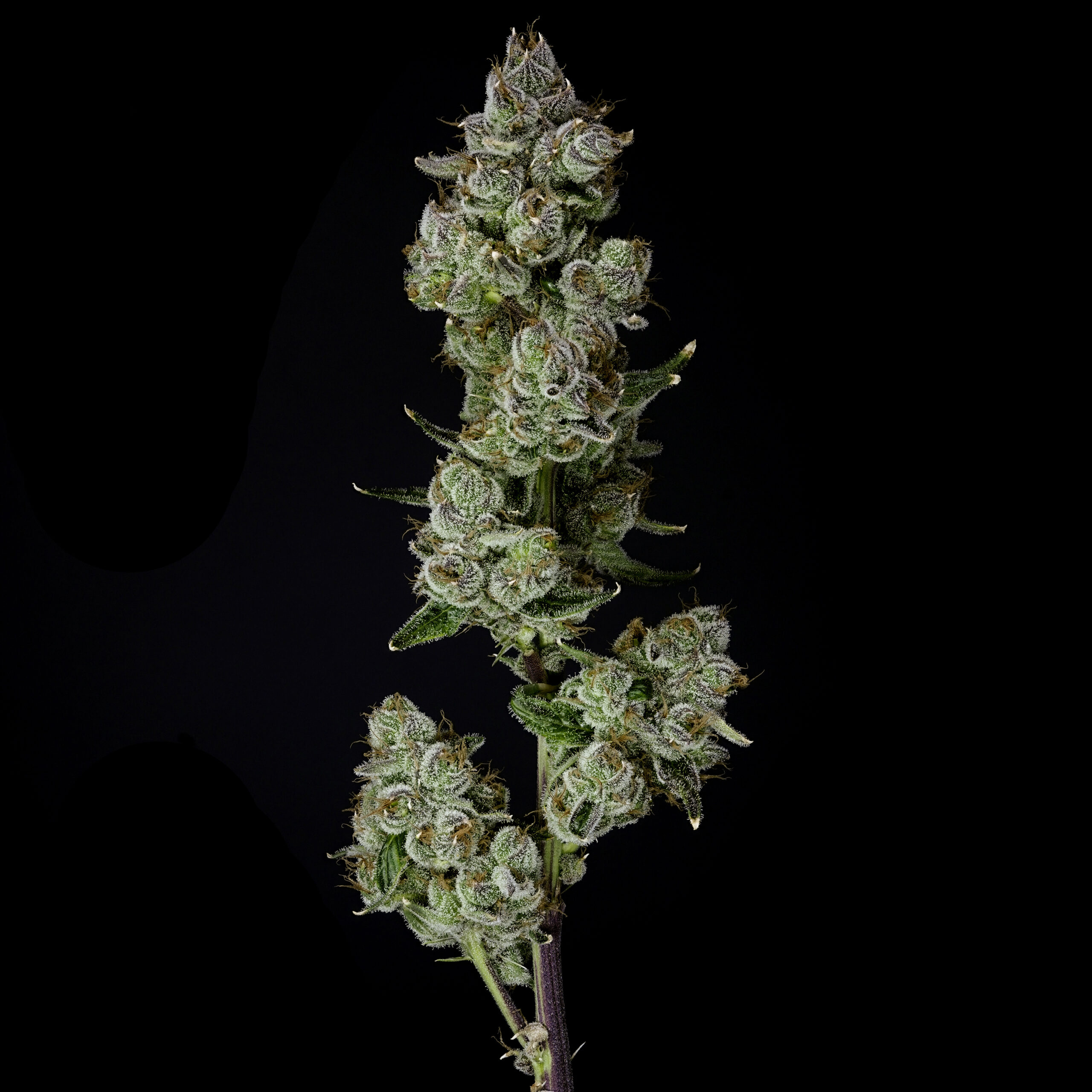 Headmount | Infused Preroll 3PK