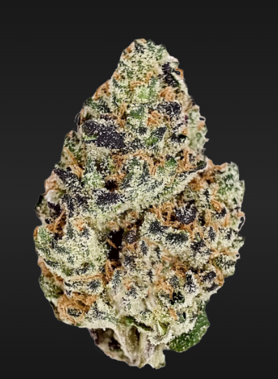 Block Party | Hybrid | Bulk Flower | Bees Knees