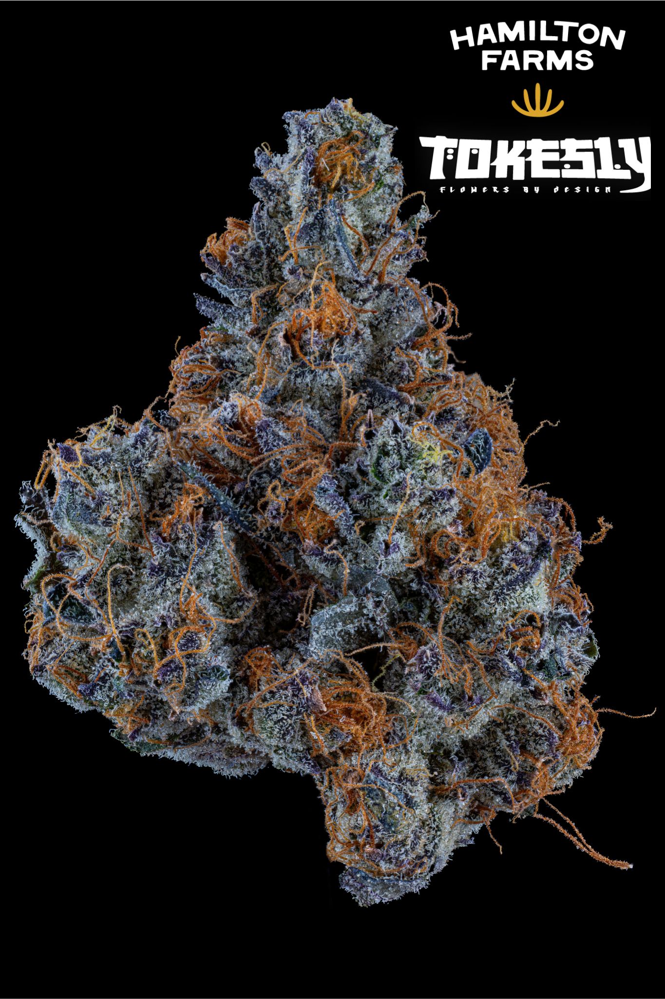 Hamilton Farms x Tokesly | Strawberry Milano 3.