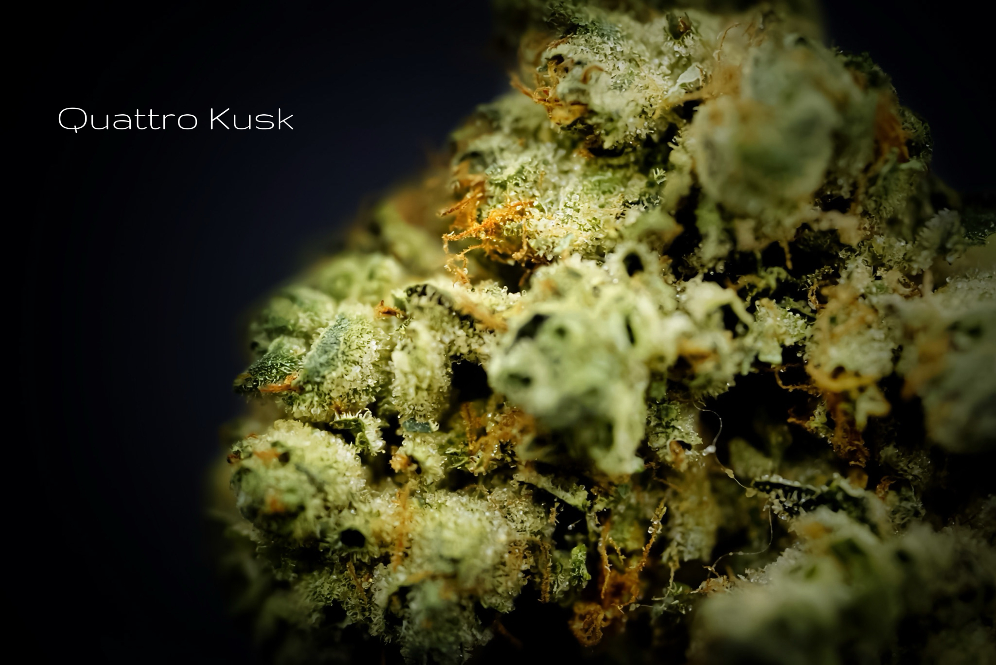 Quattro Kush | Outdoor