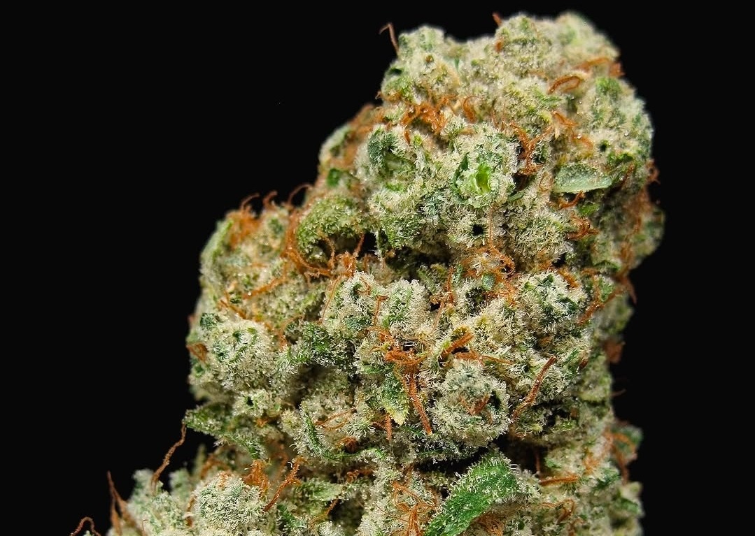 Dogwalker Og