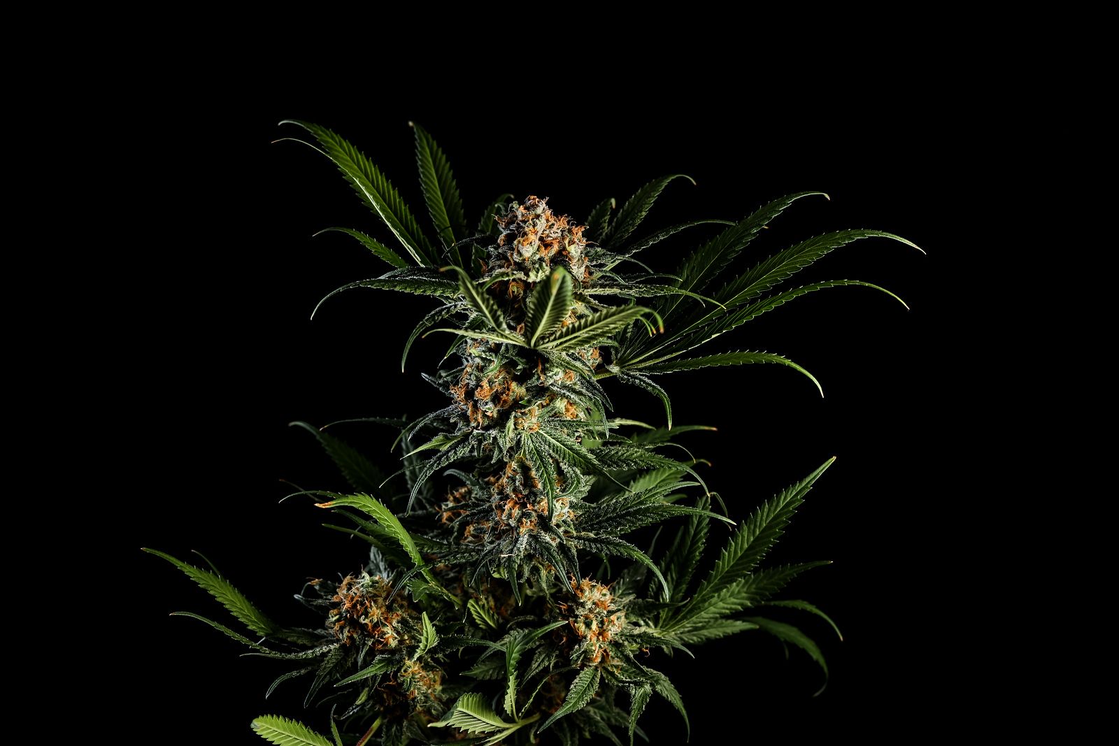 Concentrates | Suite 443