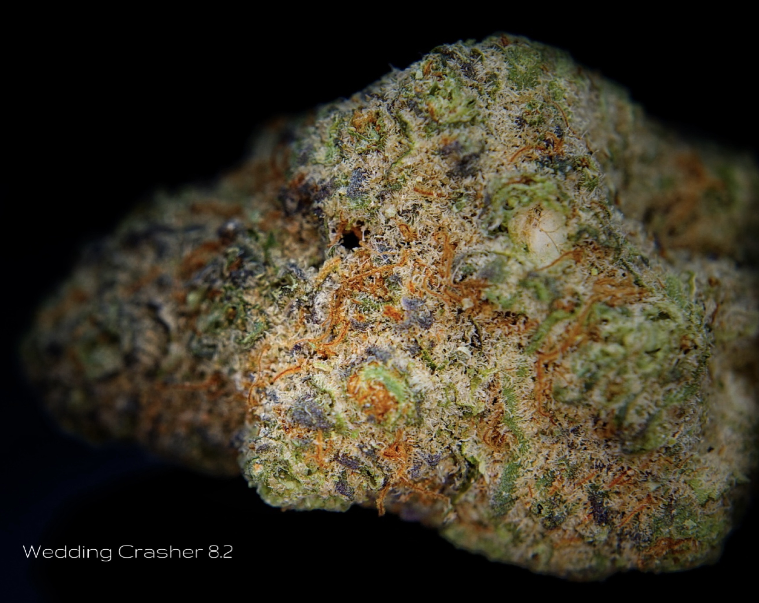 Wedding Crasher C | Outdoor