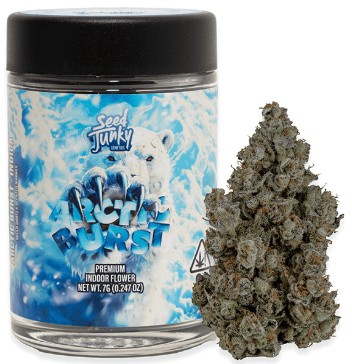 Arctic Burst [I] - Flower