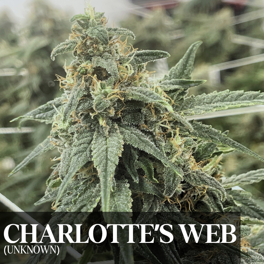 Charlotte's Web - Pre Roll