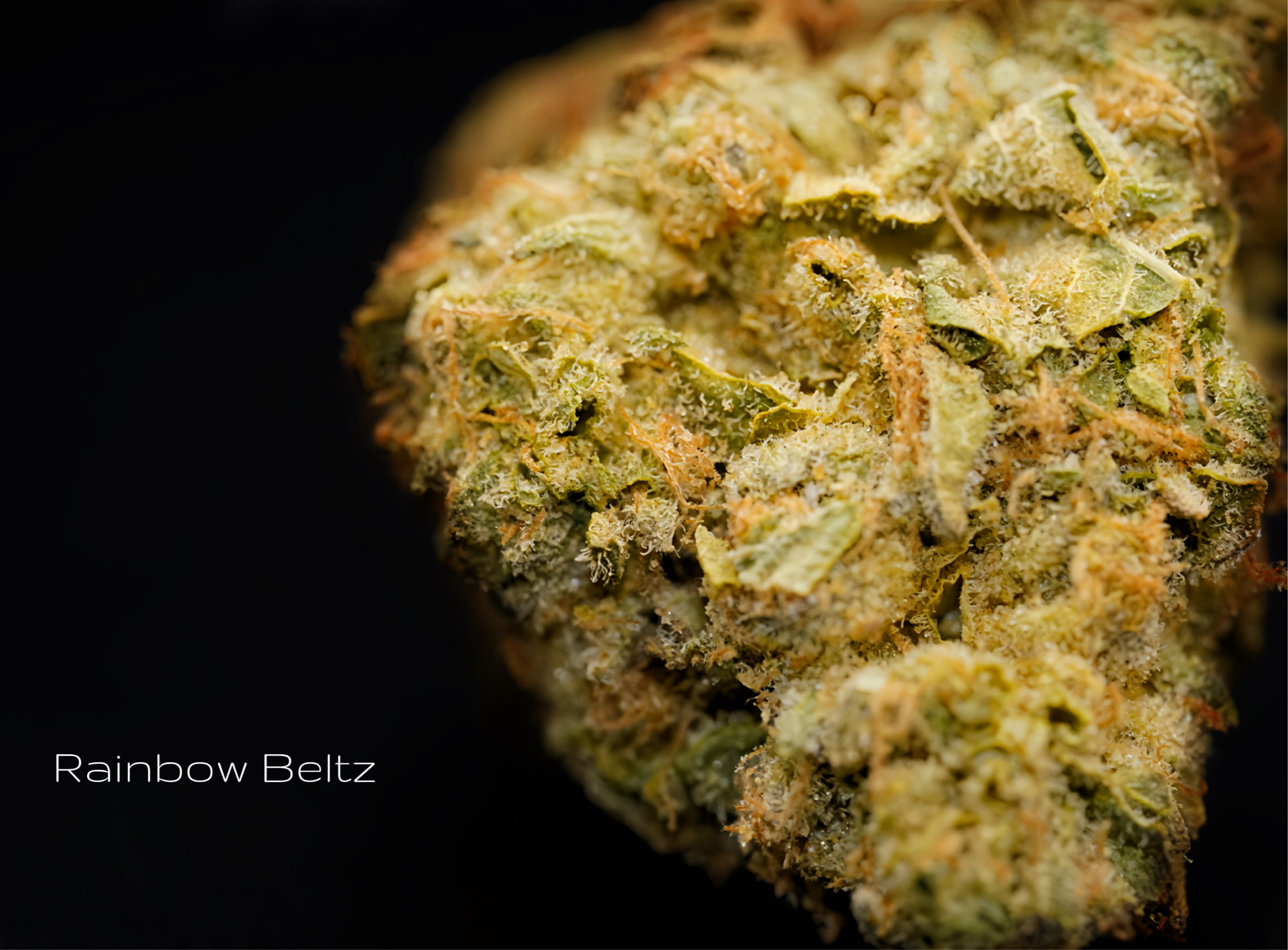 Rainbow Beltz 2.0 Popcorn