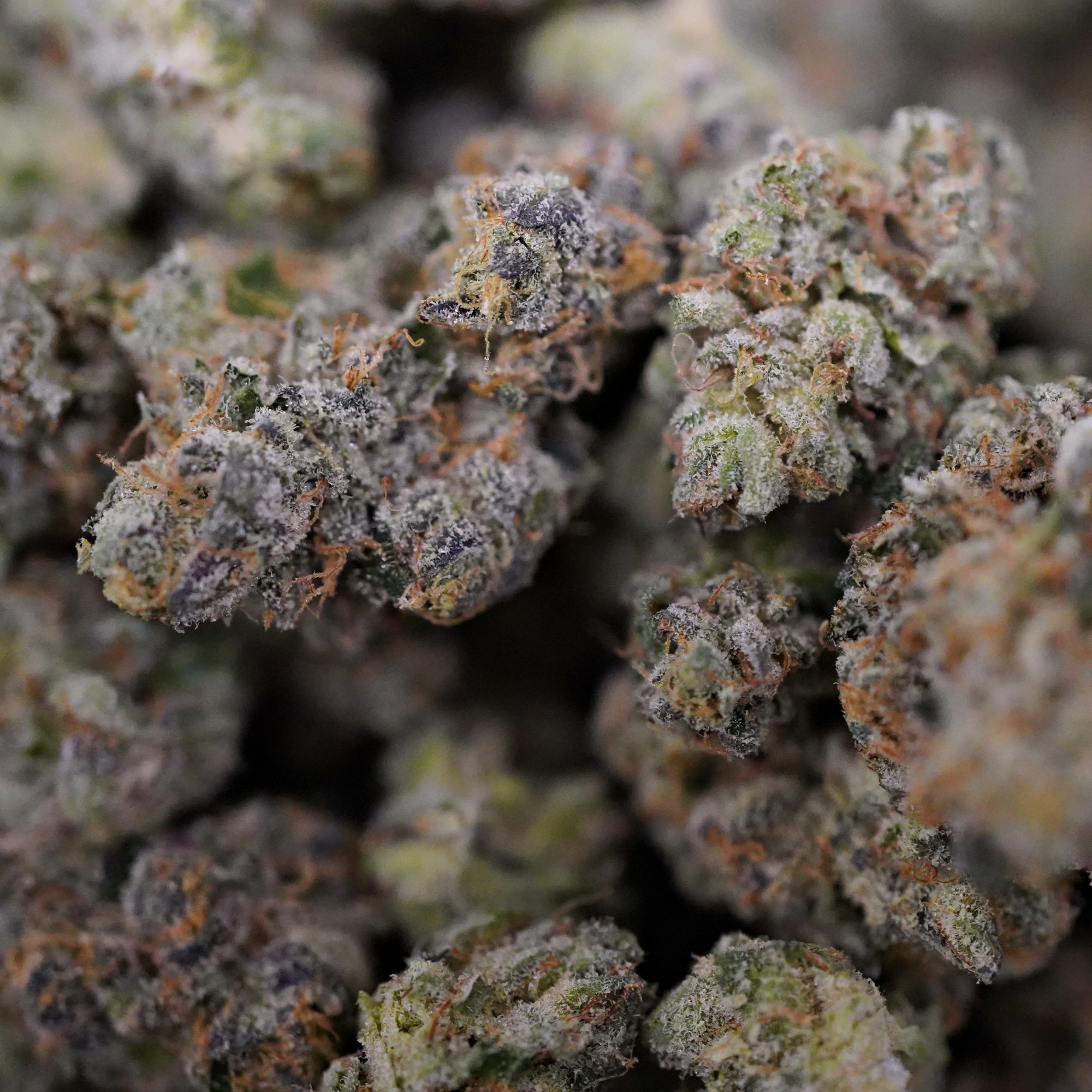 (BULK) MAC Flurry - Hybrid