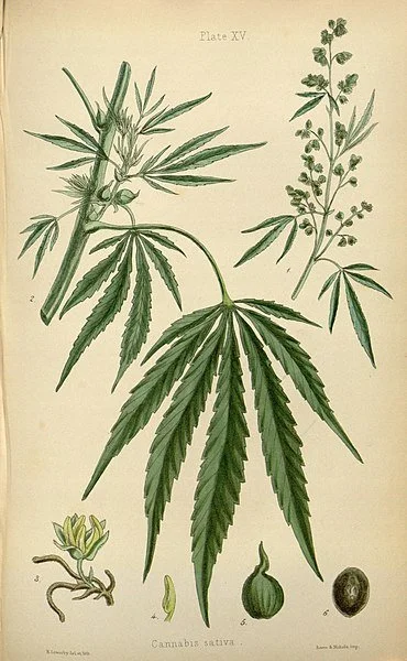 Turkey Hollow Cannabis