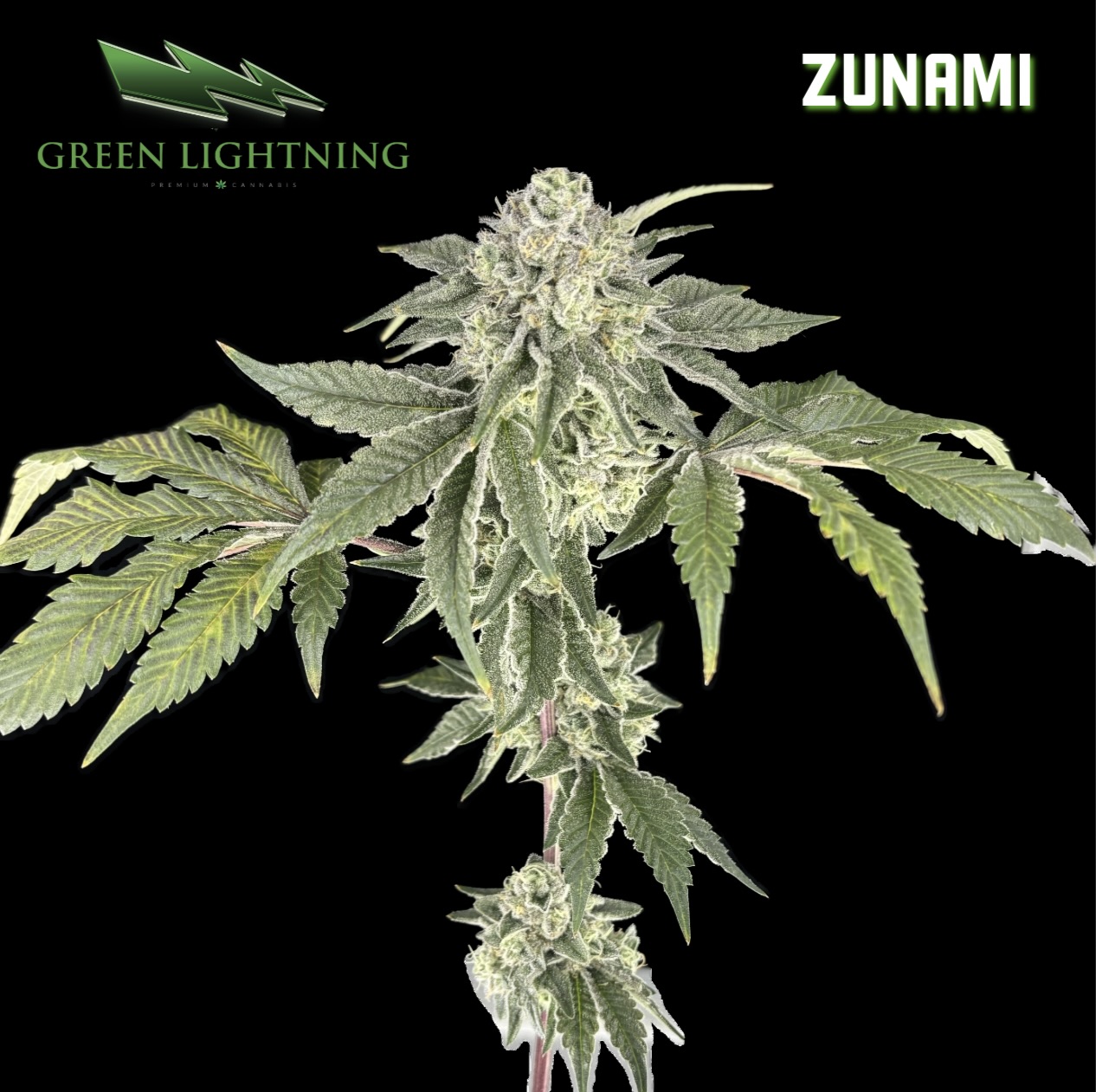Zunami | 3.5g
