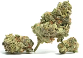 Dirty Squirt Buds